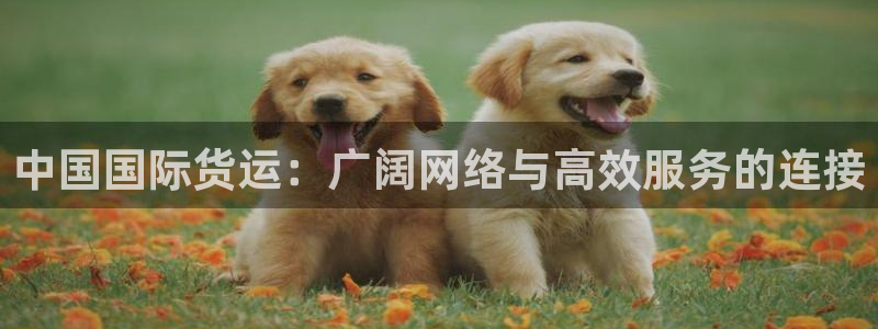 okpay钱包支付：中国国际货运：广阔网络与高效服务的连