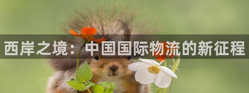 okpay钱包gopay哪个好：西岸之境：中国国际物流的